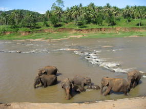 川で戯れる象